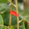 lenta-dlia-podviazky-rastenyi-graft-strap-lentochka-k-sadovym-nozhnytsam-dlia-podviazky-rastenyi-graft-strap-lenta-k-sadovym-nozhnytsam-52325648076538_-d0e15c7c30 Стрічка для підв'язування рослин Graft strap, 20 х 25 м · Набір стрічок для садового степлера